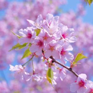 دانلود آهنگ علی گرایلی نازی همدم من